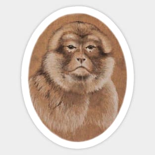 Barbary Macaque Sticker